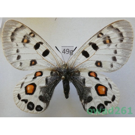Parnassius széchenyii subsp. evacaki Schulte, 1992 female China49g